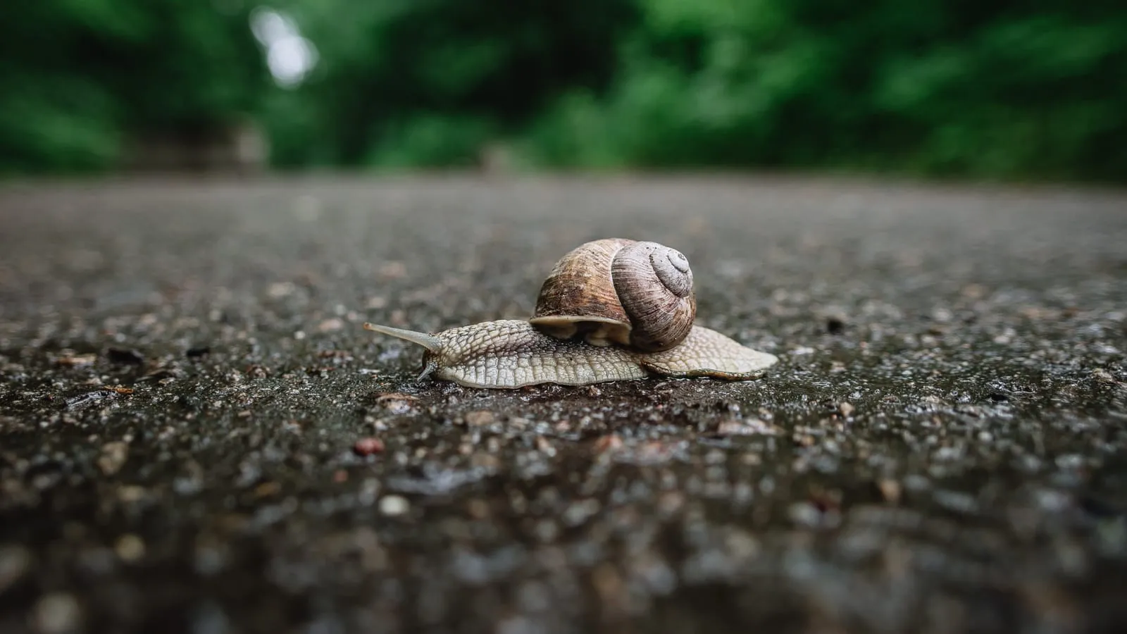 A snail crossing a stretch of asphalt road